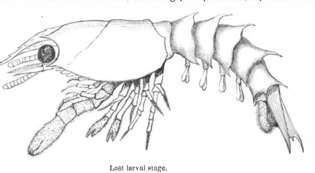 An illustration from Scientific American, Vol. 44, No. 24 (1881), 1881, leaf 8
