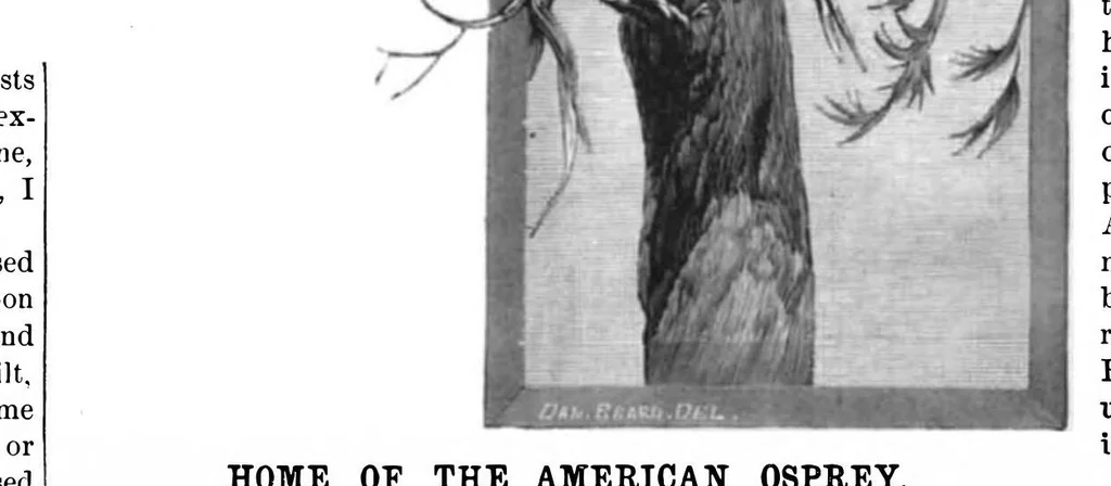 An illustration from Scientific American, Vol. 45, No. 5 (1881), 1881, leaf 8