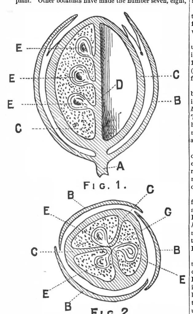 An illustration from Scientific American, Vol. 45, No. 18 (1881), 1881, leaf 2