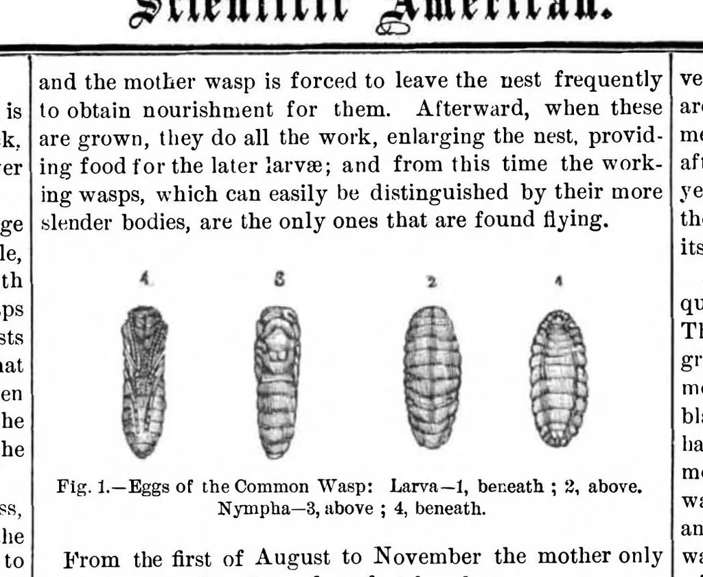 An illustration from Scientific American, Vol. 45, No. 20 (1881), 1881, leaf 10