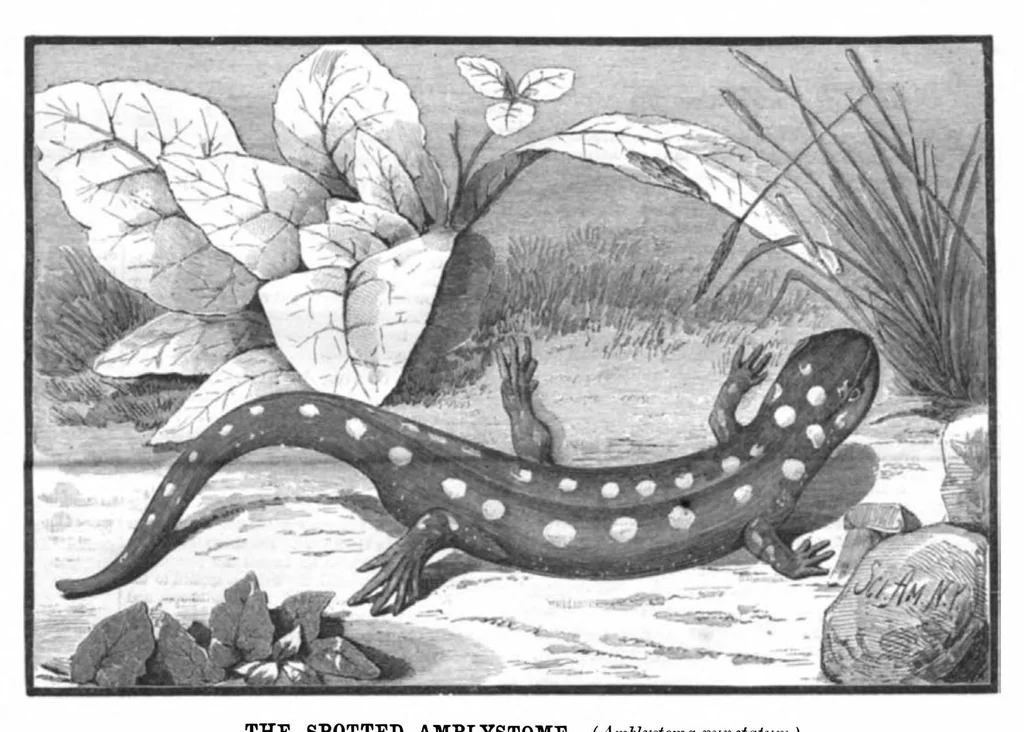 An illustration from Scientific American, Vol. 45, No. 21 (1881), 1881, leaf 10