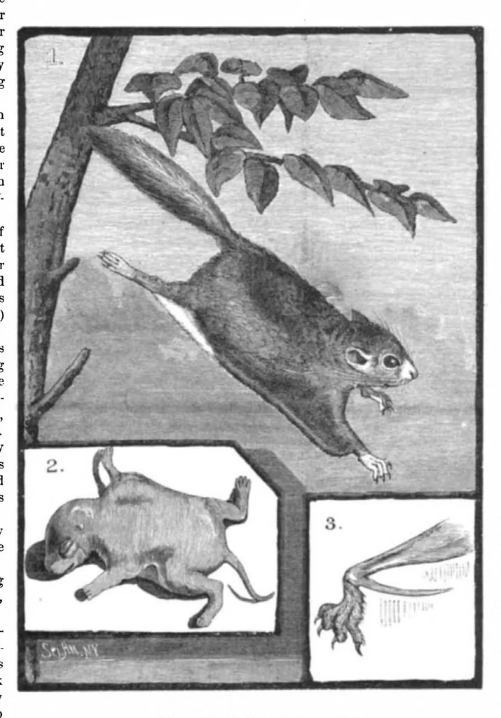 An illustration from Scientific American, Vol. 45, No. 26 (1881), 1881, leaf 10