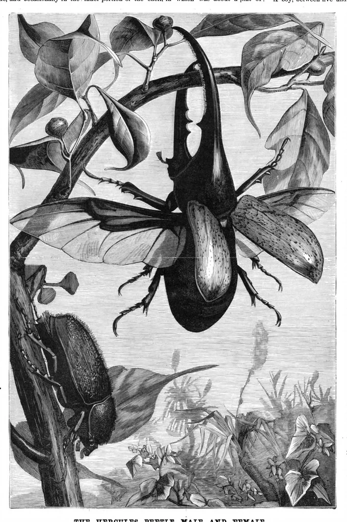An illustration from Scientific American, Vol. 46, No. 9 (1882), 1882, leaf 8