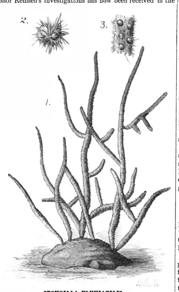 An illustration from Scientific American, Vol. 46, No. 12 (1882), 1882, leaf 8