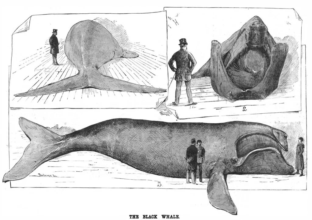 An illustration from Scientific American, Vol. 46, No. 16 (1882), 1882, leaf 8