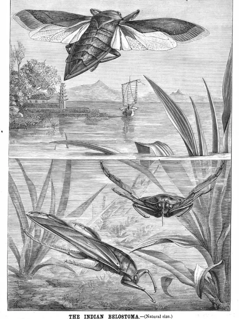 An illustration from Scientific American, Vol. 46, No. 18 (1882), 1882, leaf 8