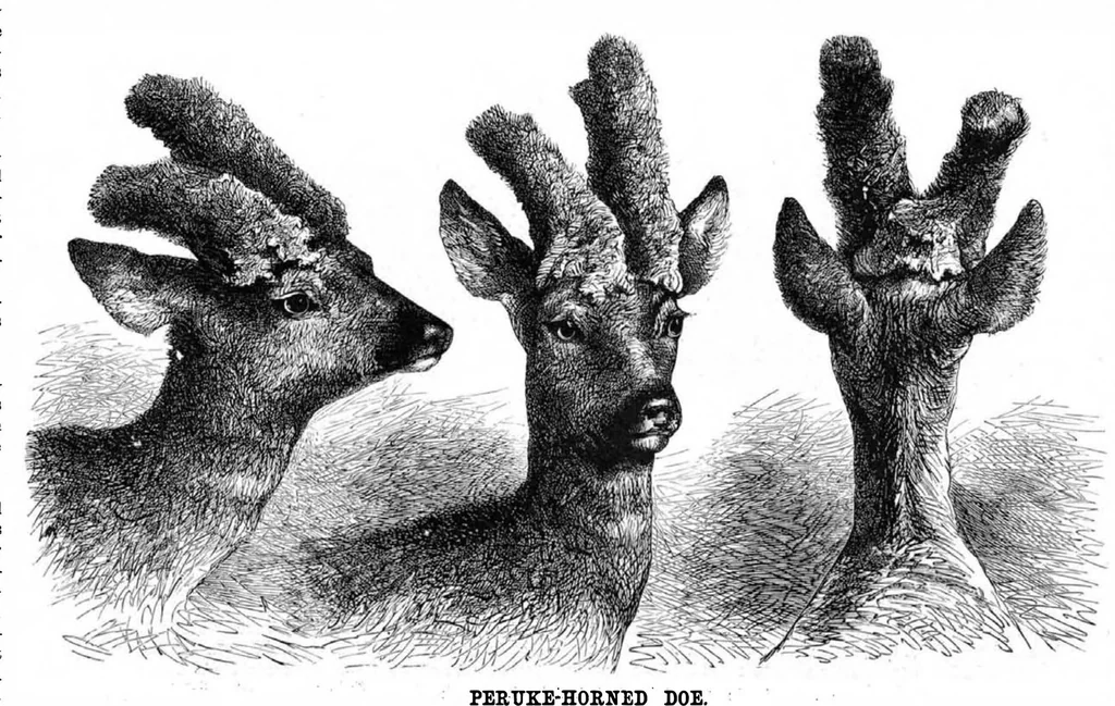 An illustration from Scientific American, Vol. 46, No. 19 (1882), 1882, leaf 8