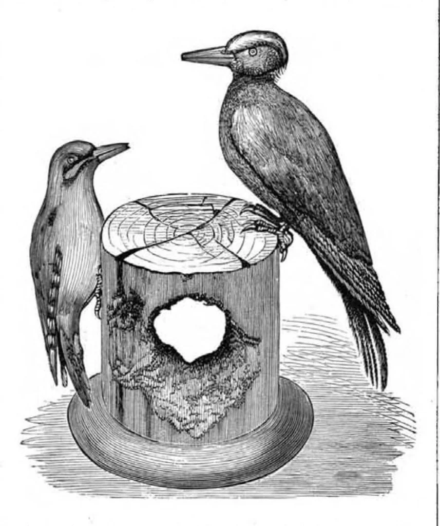 An illustration from Scientific American, Vol. 46, No. 19 (1882), 1882, leaf 8