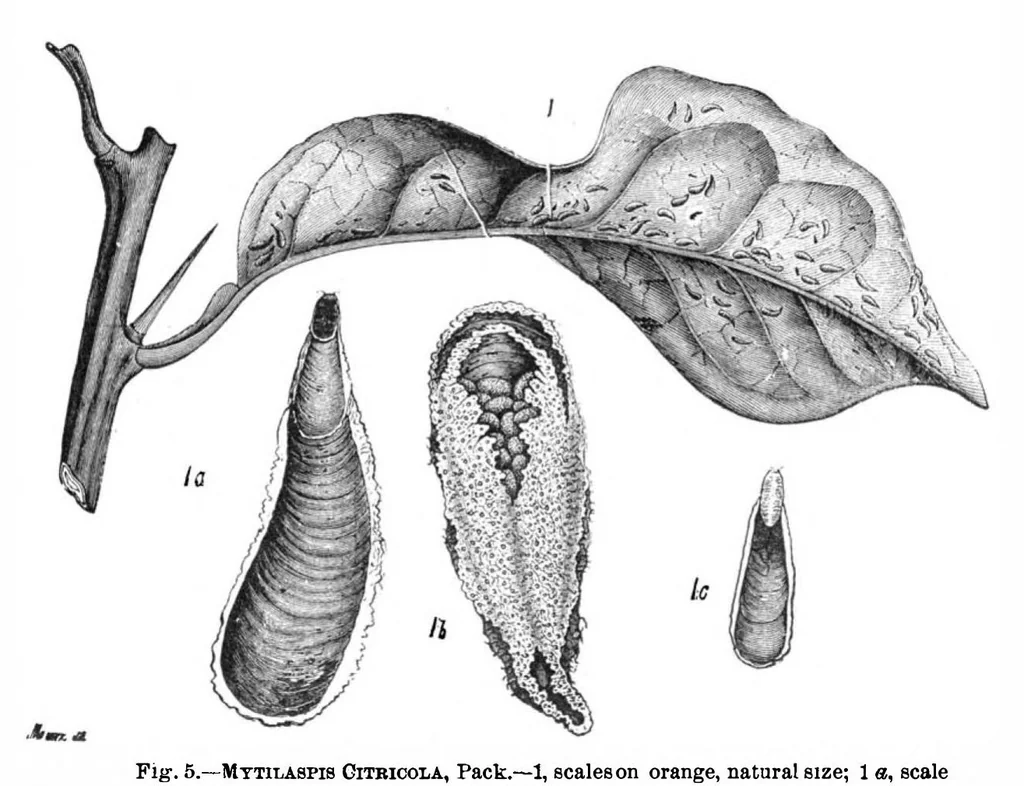 An illustration from Scientific American, Vol. 46, No. 21 (1882), 1882, leaf 8