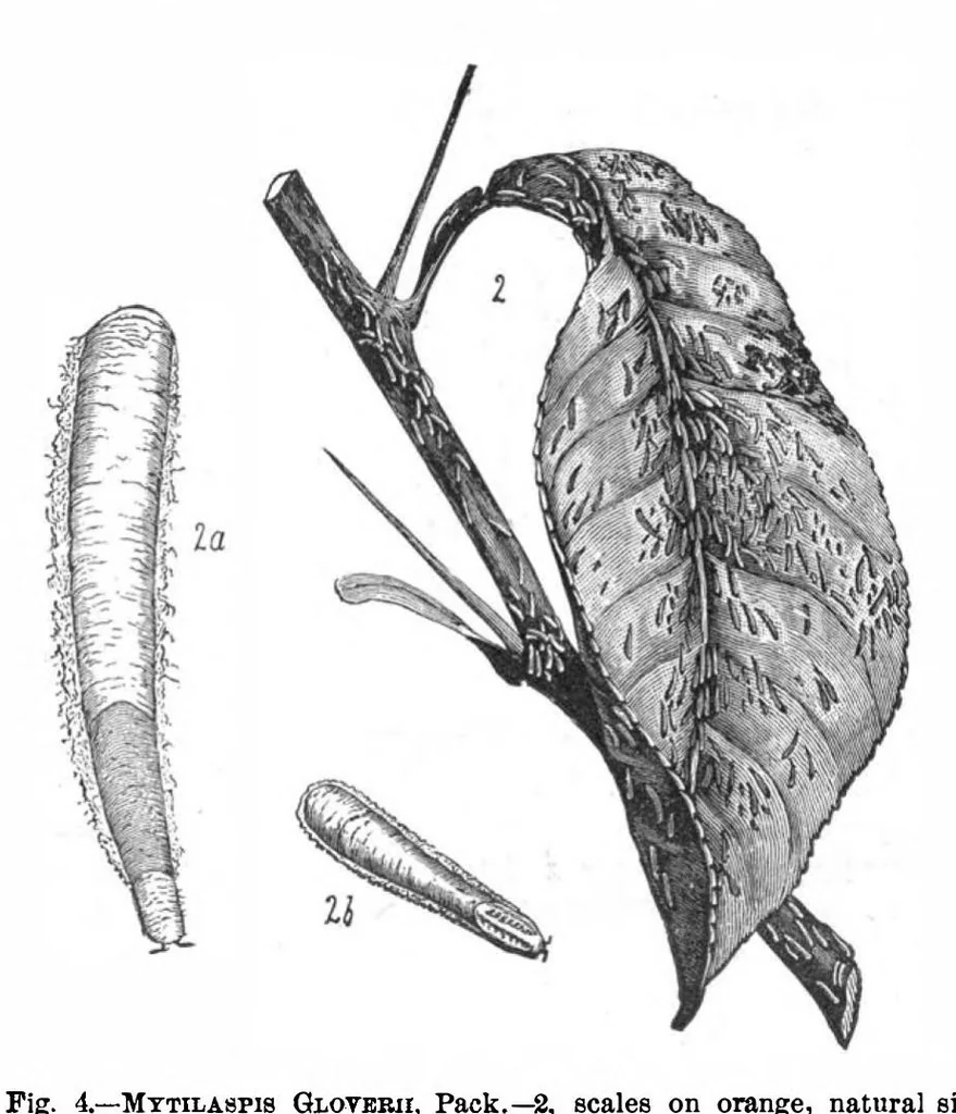 An illustration from Scientific American, Vol. 46, No. 21 (1882), 1882, leaf 8
