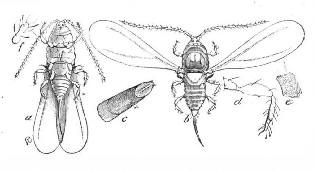 An illustration from Scientific American, Vol. 46, No. 21 (1882), 1882, leaf 8