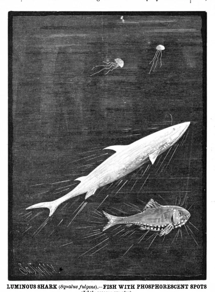 An illustration from Scientific American, Vol. 47, No. 4 (1882), 1882, leaf 8