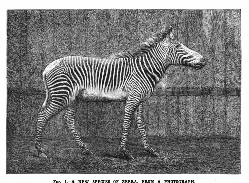 An illustration from Scientific American, Vol. 47, No. 7 (1882), 1882, leaf 8