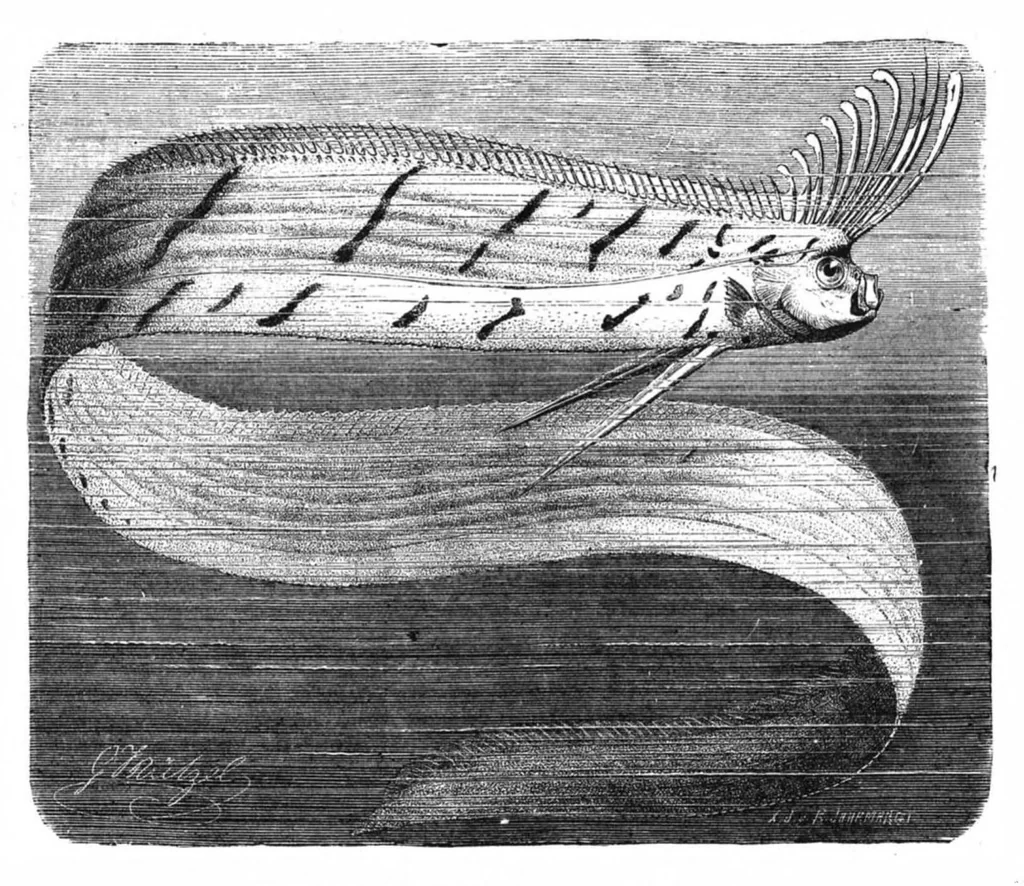 An illustration from Scientific American, Vol. 47, No. 9 (1882), 1882, leaf 8