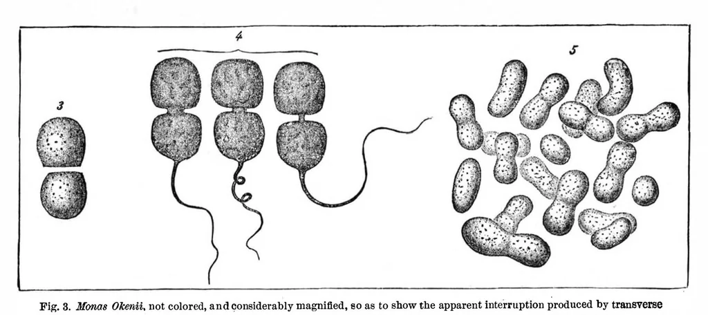 An illustration from Scientific American, Vol. 47, No. 13 (1882), 1882, leaf 8