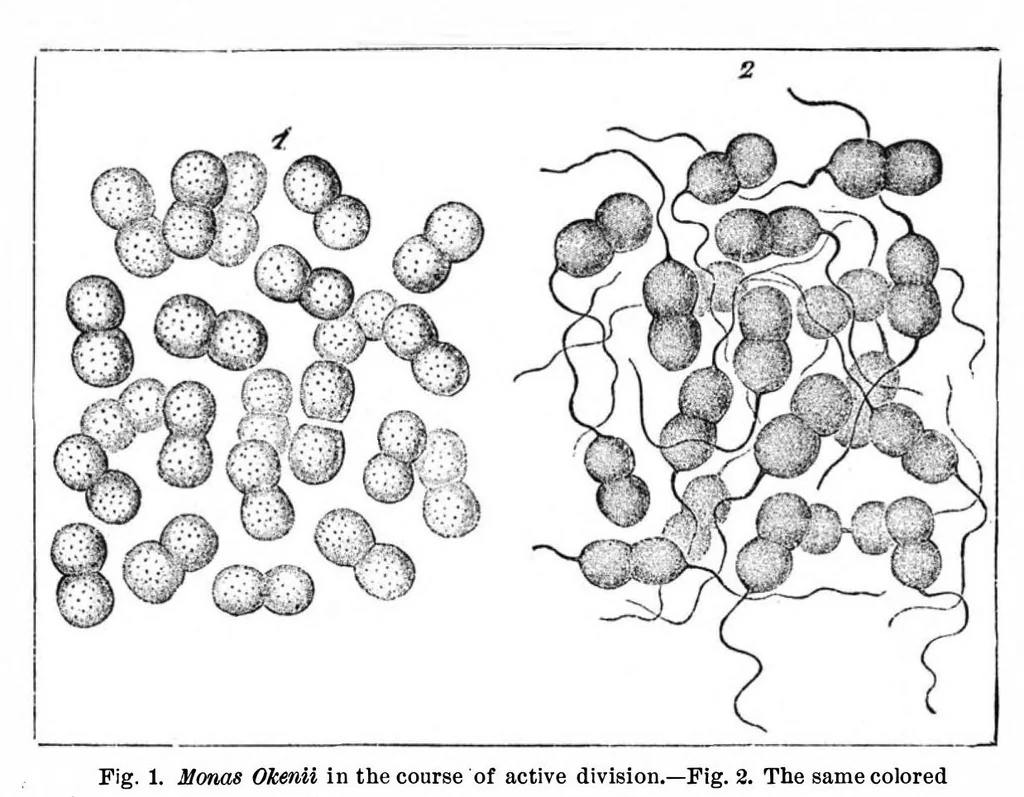 An illustration from Scientific American, Vol. 47, No. 13 (1882), 1882, leaf 8