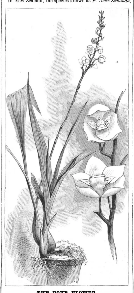 An illustration from Scientific American, Vol. 47, No. 20 (1882), 1882, leaf 8