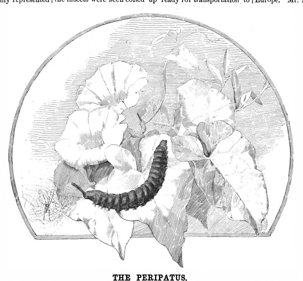 An illustration from Scientific American, Vol. 47, No. 20 (1882), 1882, leaf 8