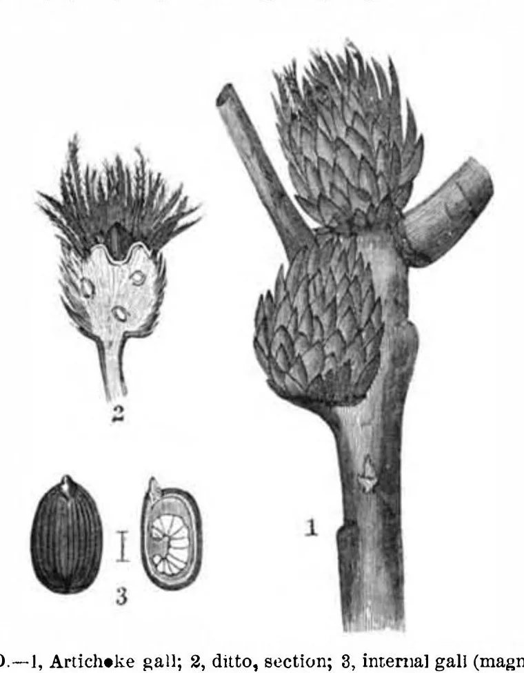 An illustration from Scientific American, Vol. 47, No. 21 (1882), 1882, leaf 8
