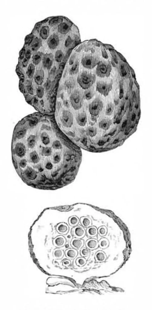 An illustration from Scientific American, Vol. 47, No. 21 (1882), 1882, leaf 8