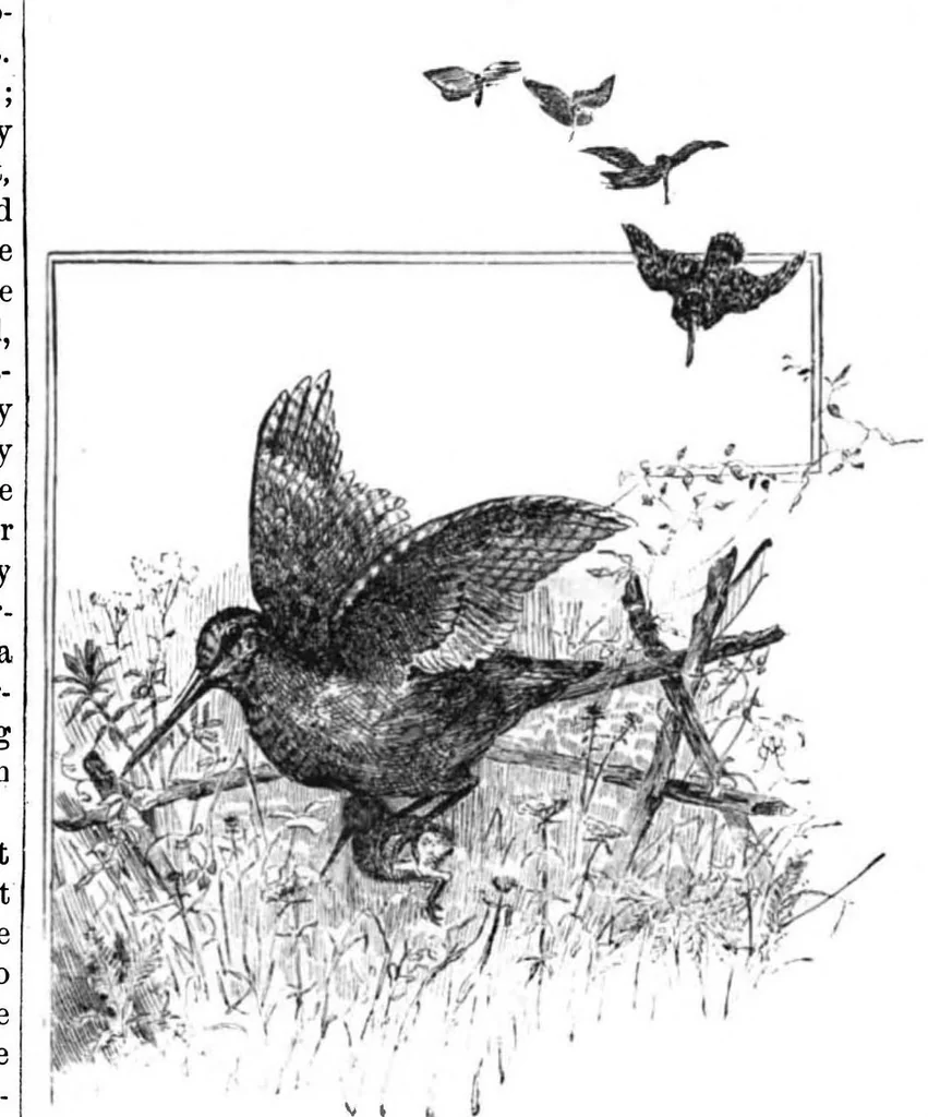 An illustration from Scientific American, Vol. 47, No. 25 (1882), 1882, leaf 9