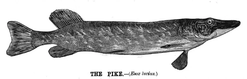 An illustration from Scientific American, Vol. 48, No. 2 (1883), 1883, leaf 9