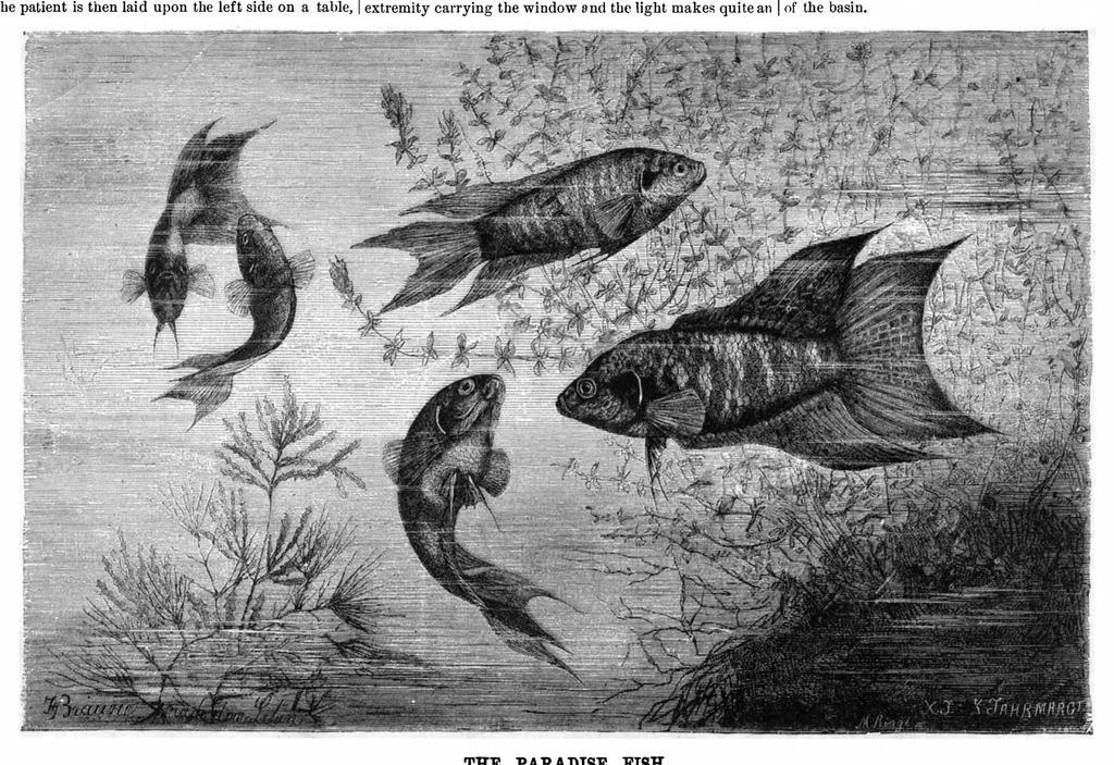 An illustration from Scientific American, Vol. 48, No. 15 (1883), 1883, leaf 8