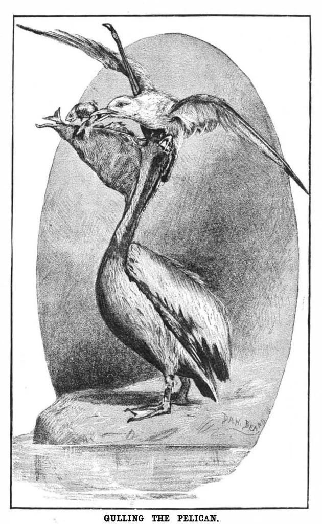 An illustration from Scientific American, Vol. 48, No. 22 (1883), 1883, leaf 8