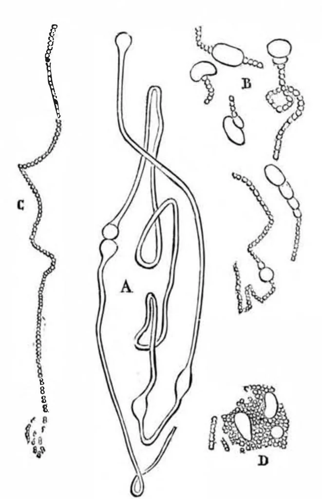 An illustration from Scientific American, Vol. 48, No. 23 (1883), 1883, leaf 5