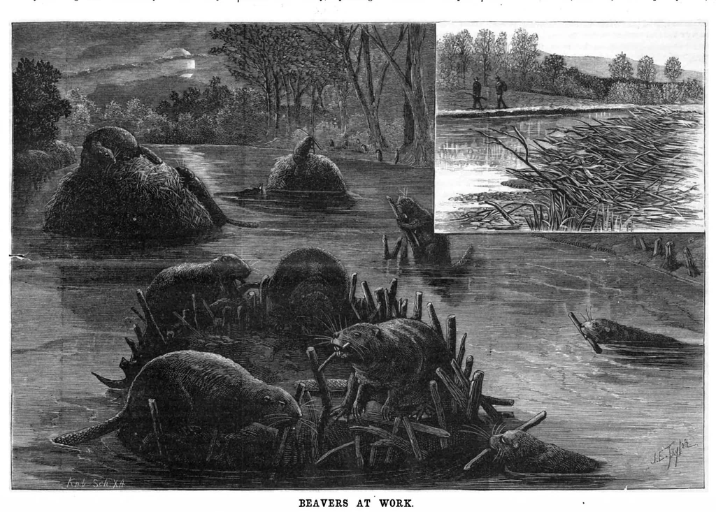 An illustration from Scientific American, Vol. 49, No. 1 (1883), 1883, leaf 7