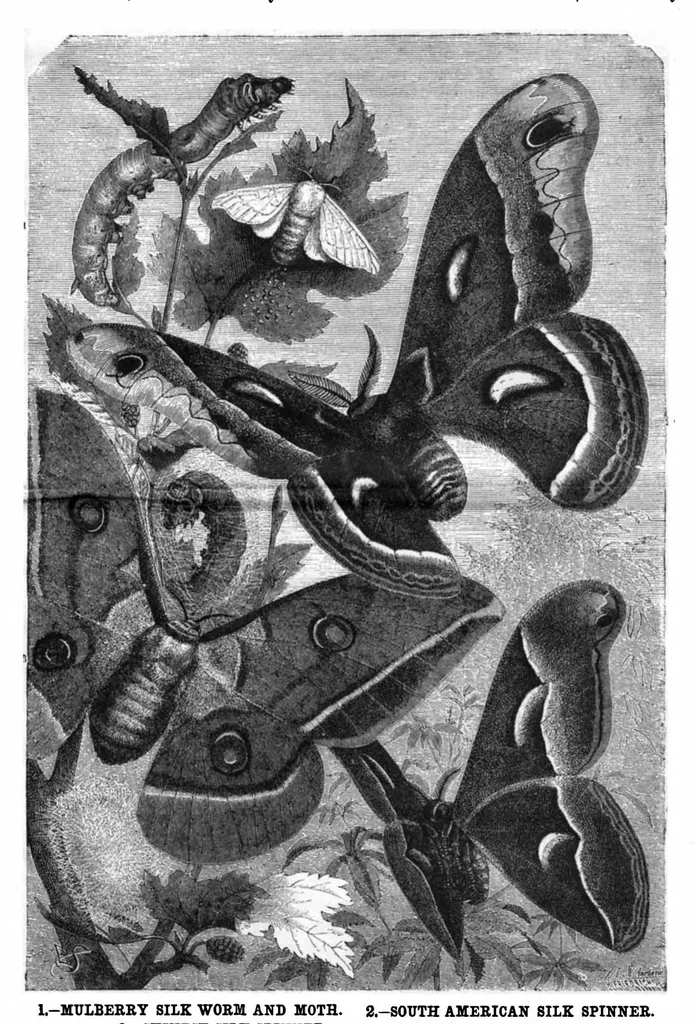 An illustration from Scientific American, Vol. 49, No. 3 (1883), 1883, leaf 8