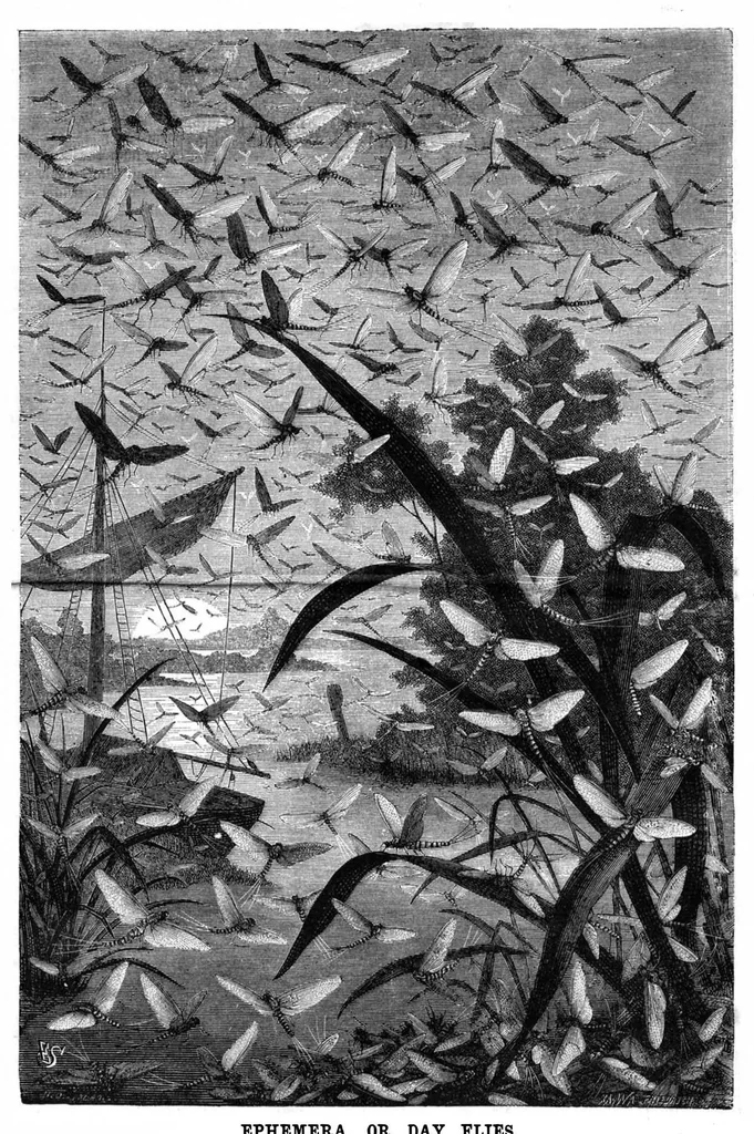 An illustration from Scientific American, Vol. 49, No. 9 (1883), 1883, leaf 8