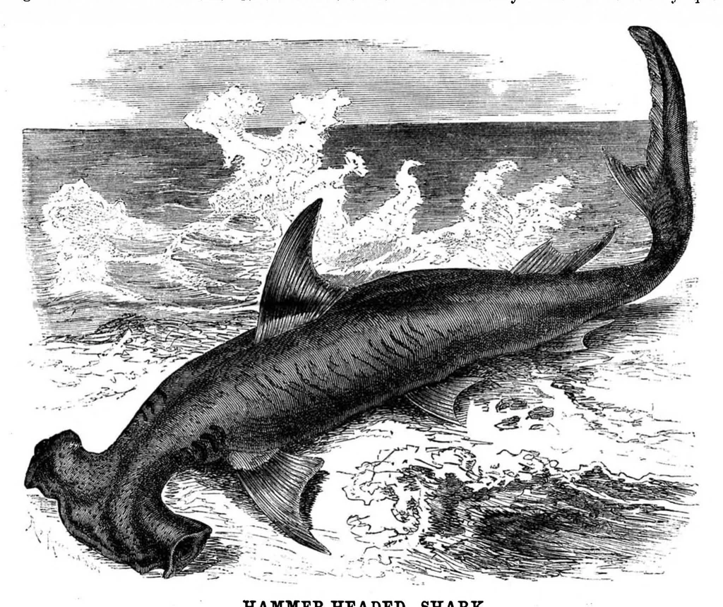 An illustration from Scientific American, Vol. 49, No. 10 (1883), 1883, leaf 8