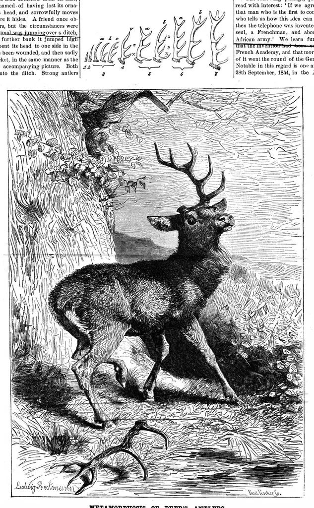 An illustration from Scientific American, Vol. 49, No. 12 (1883), 1883, leaf 8
