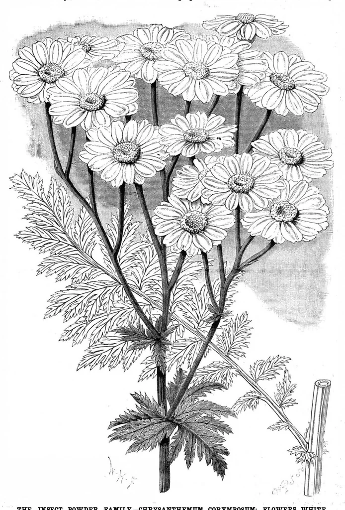 An illustration from Scientific American, Vol. 49, No. 13 (1883), 1883, leaf 8