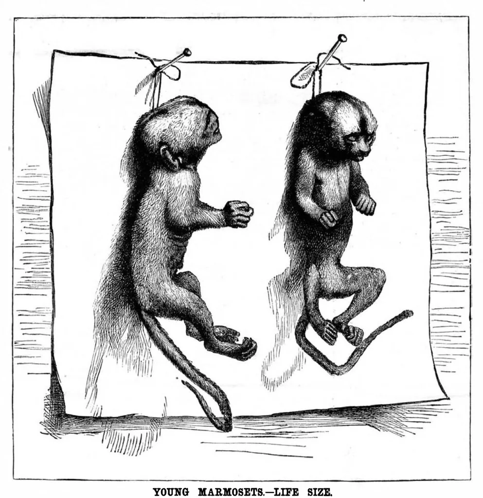 An illustration from Scientific American, Vol. 49, No. 22 (1883), 1883, leaf 8