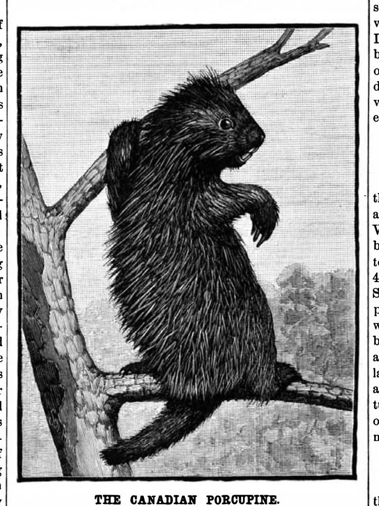 An illustration from Scientific American, Vol. 49, No. 22 (1883), 1883, leaf 8