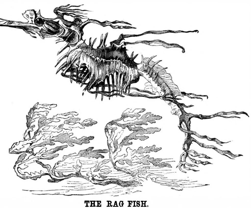 An illustration from Scientific American, Vol. 49, No. 26 (1883), 1883, leaf 8