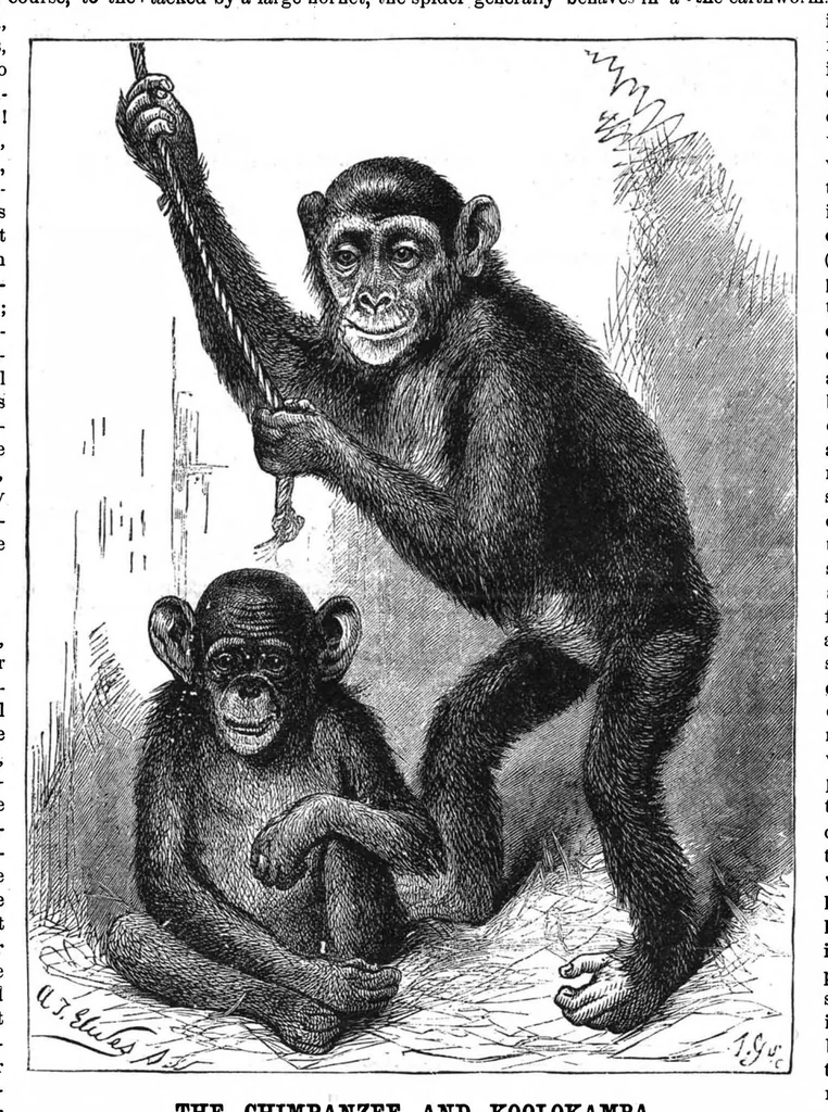 An illustration from Scientific American, Vol. 50, No. 3 (1884), 1884, leaf 8