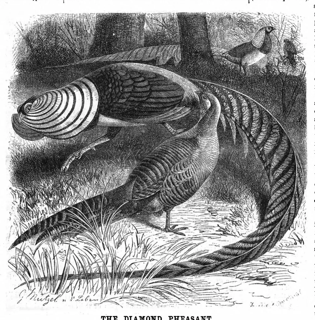 An illustration from Scientific American, Vol. 50, No. 4 (1884), 1884, leaf 8