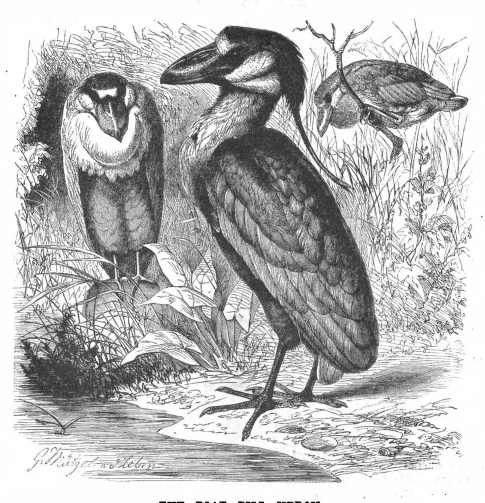 An illustration from Scientific American, Vol. 50, No. 13 (1884), 1884, leaf 8