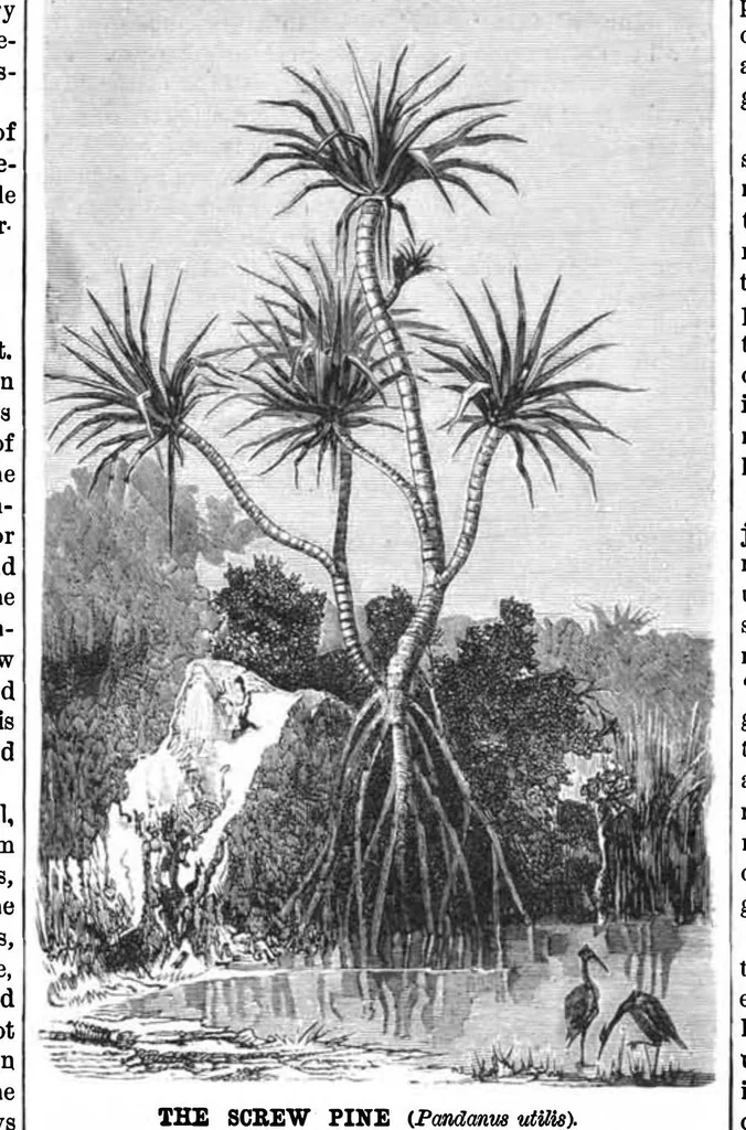 An illustration from Scientific American, Vol. 50, No. 20 (1884), 1884, leaf 7