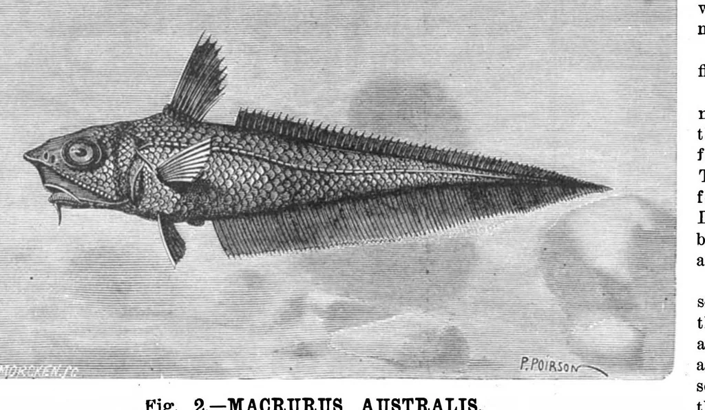 An illustration from Scientific American, Vol. 50, No. 25 (1884), 1884, leaf 8