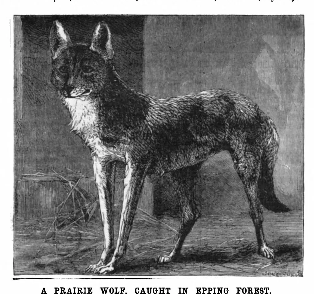 An illustration from Scientific American, Vol. 51, No. 10 (1884), 1884, leaf 9