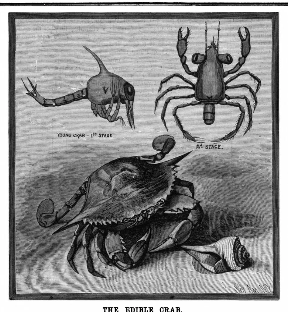 An illustration from Scientific American, Vol. 51, No. 14 (1884), 1884, leaf 8