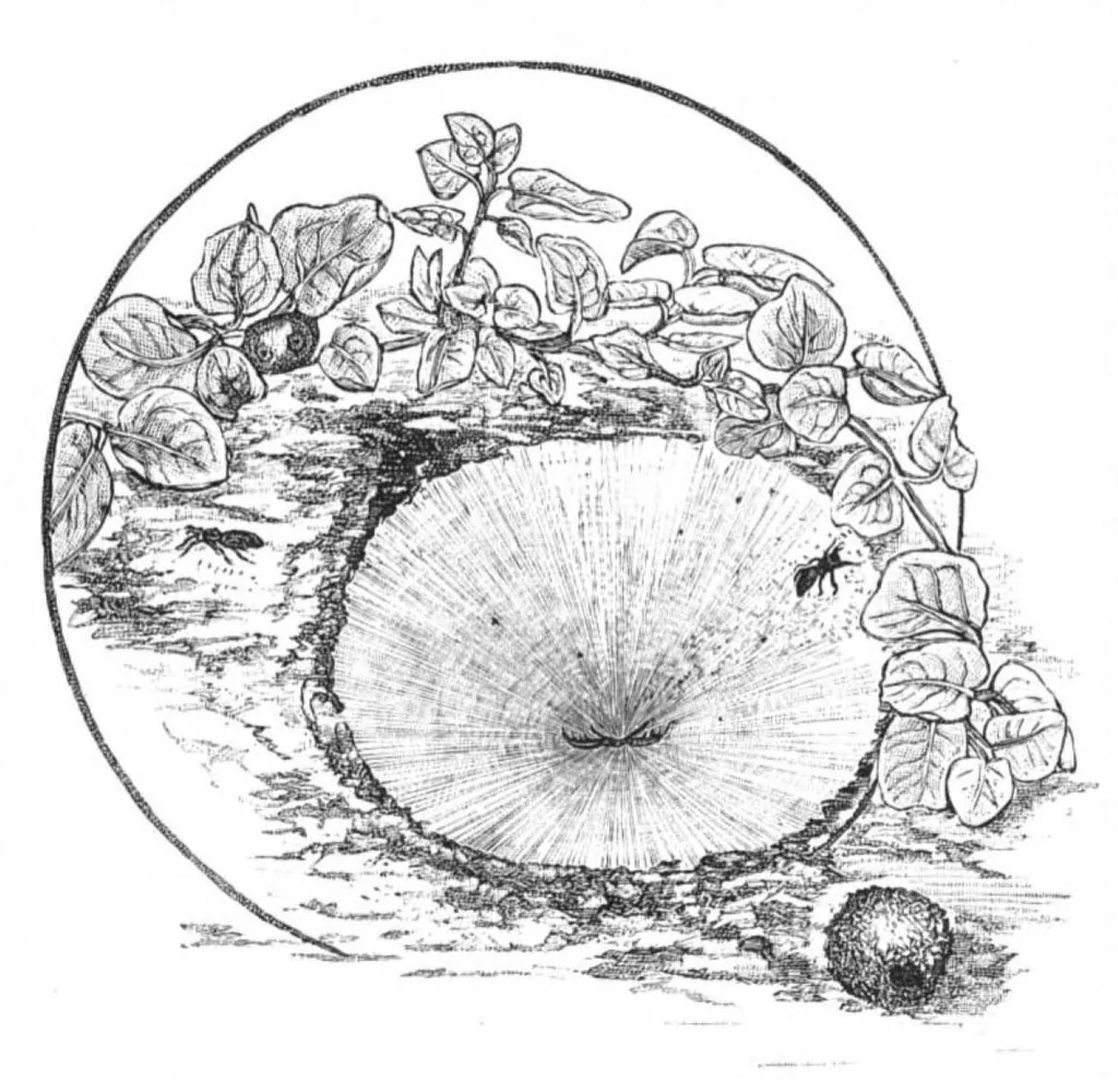 An illustration from Scientific American, Vol. 51, No. 15 (1884), 1884, leaf 8