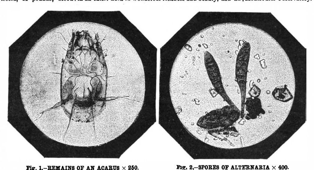 An illustration from Scientific American, Vol. 51, No. 18 (1884), 1884, leaf 8