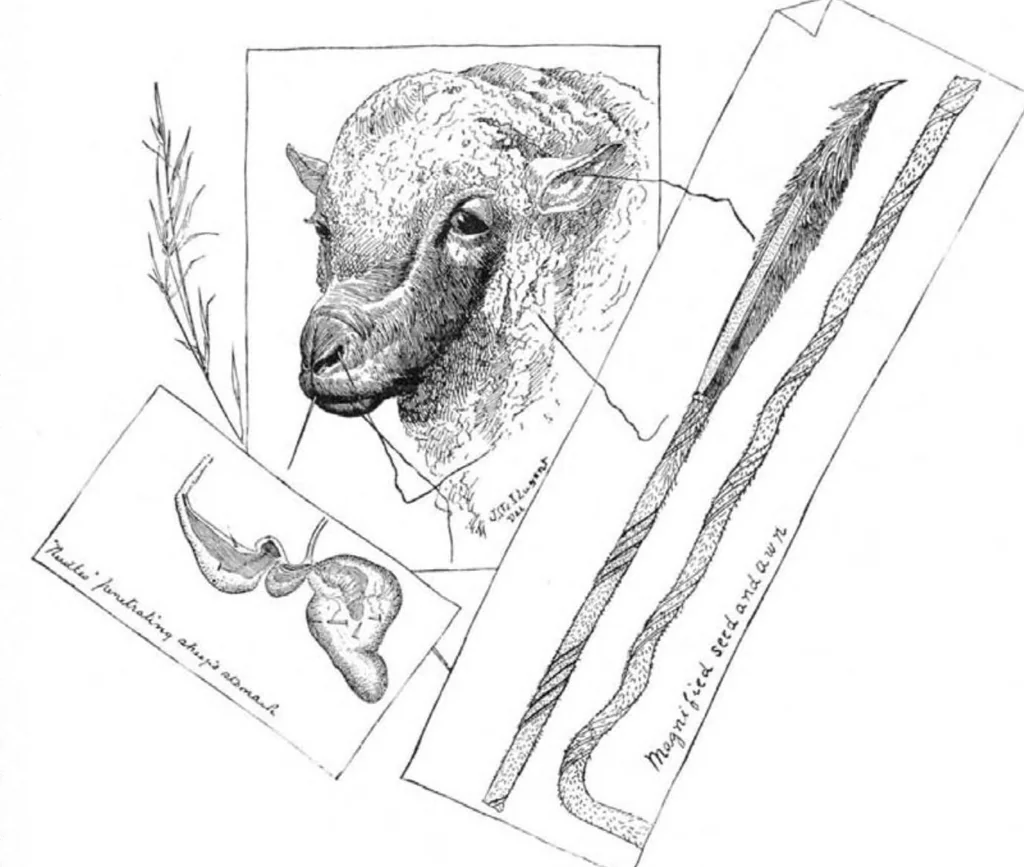 An illustration from Scientific American, Vol. 51, No. 19 (1884), 1884, leaf 9