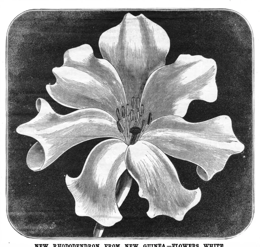 An illustration from Scientific American, Vol. 52, No. 4 (1885), 1885, leaf 8