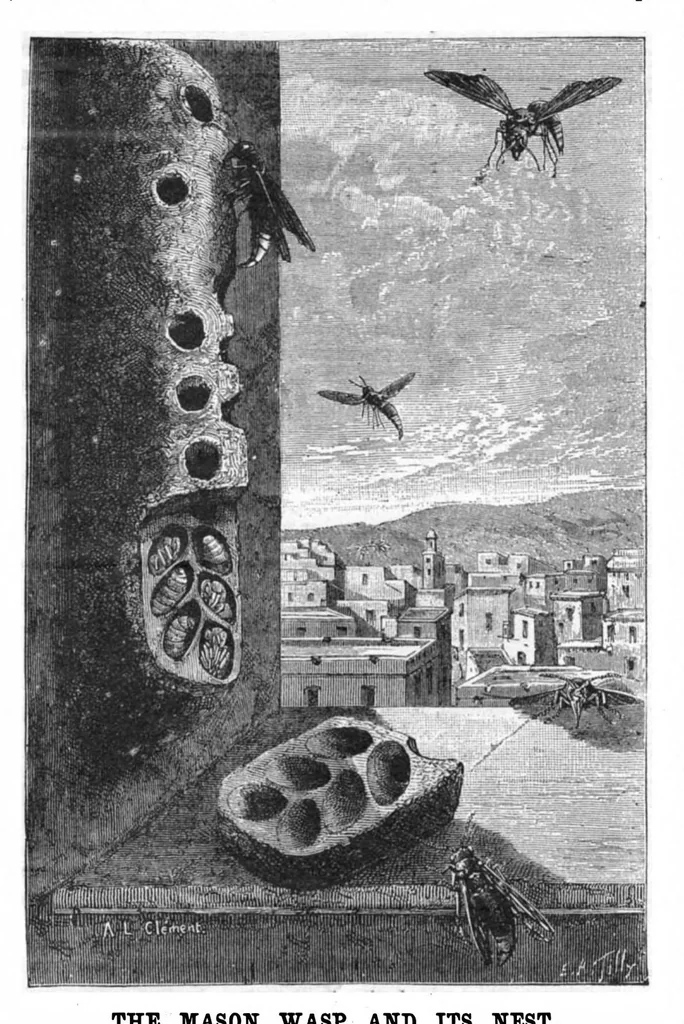 An illustration from Scientific American, Vol. 52, No. 5 (1885), 1885, leaf 8